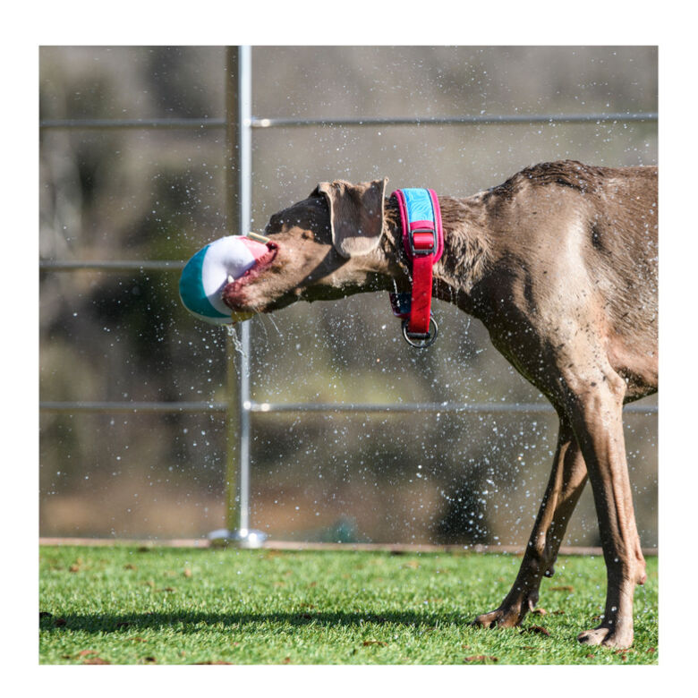 Freedog Cool Pro Tech Collar Refrescante Fucsia Deportivo para perros thumbnail