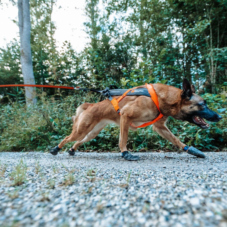 Non-stop dogwear Freemotion Arnés Negro y Naranja para perros thumbnail