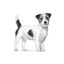 1.5 kg Royal Canin Anallergenic Small pienso para perros, , large indicador imagen numero 3