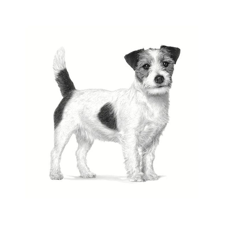 3 kg Royal Canin Anallergenic Small pienso para perros,  Imagen numero 3 3 kg Royal Canin Anallergenic Small pienso para perros, , large Imagen numero 3