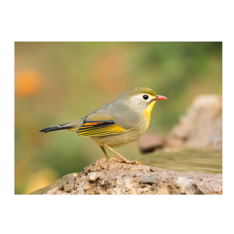 Beaphar MultiVitaminas para pájaros en estados carenciales,  Imagen numero 2 Beaphar MultiVitaminas para pájaros en estados carenciales, , large Imagen numero 2