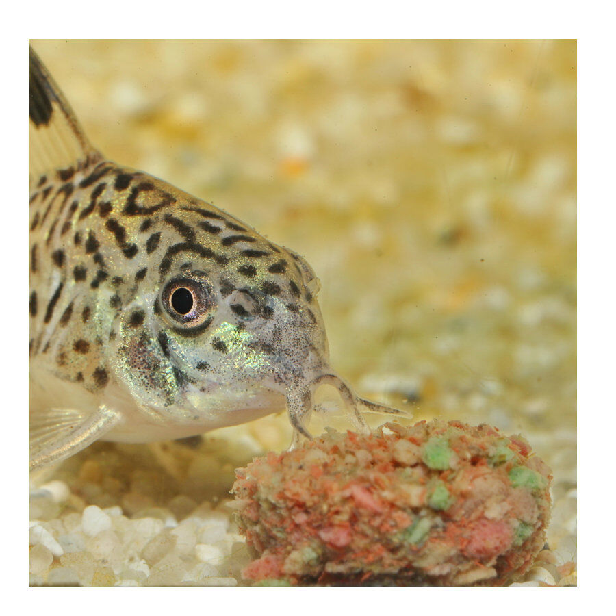 JBL Novotab Pastillas para peces thumbnail