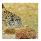 JBL Novotab Pastillas para peces, , large image number null