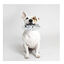 Disney Star Wars Stormtrooper de peluche para perros, , large indicador imagen numero 2