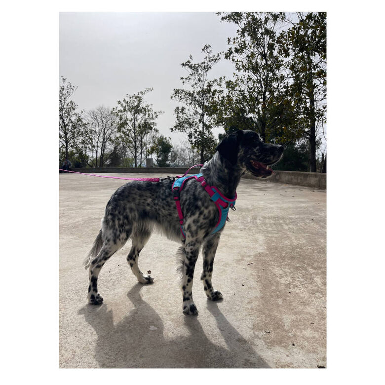 Freedog Cool Pro Tech Fucsia Arnés Refrescante Deportivo para perros thumbnail