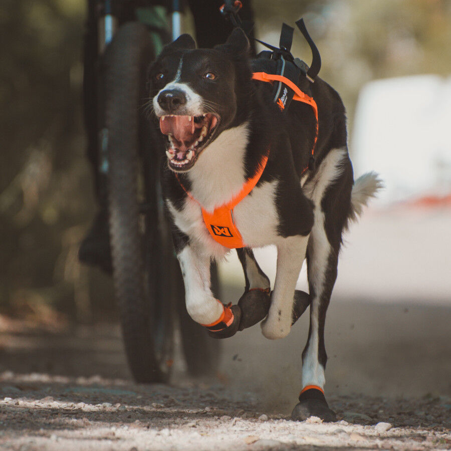 Non-stop dogwear Freemotion Arnés Negro y Naranja para perros thumbnail