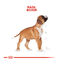 12 kg Royal Canin Puppy Boxer pienso para cachorros, , large indicador imagen numero 4