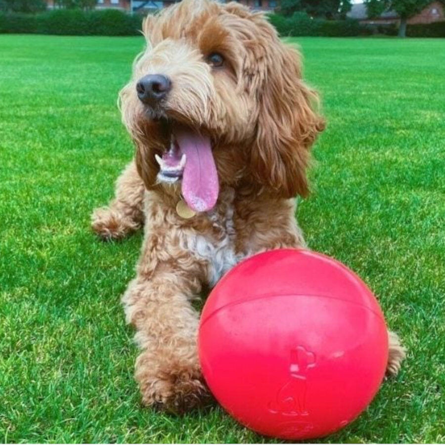 Coachi Boomer Ball pelota gigante para perros, , large Imagen numero 2
