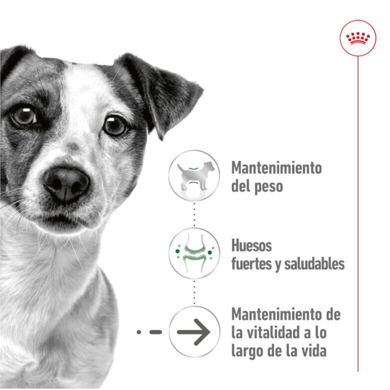 195 g Royal Canin Mini 8+ Ageing lata para perros, , large Imagen numero 4