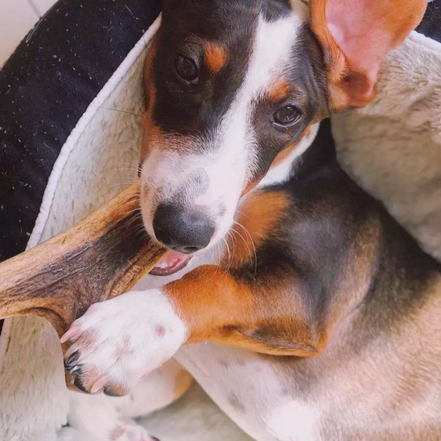 Wild Balance Asta de Ciervo entera mordedor para perros thumbnail