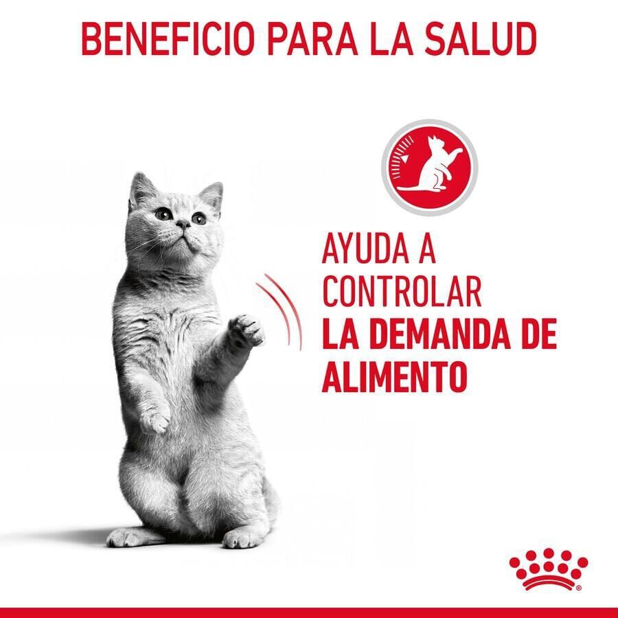 Royal Canin Appetite Control Care salsa sobre para gatos thumbnail