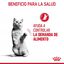 85 g Royal Canin Appetite Control Care salsa sobre para gatos, , large indicador imagen numero 7