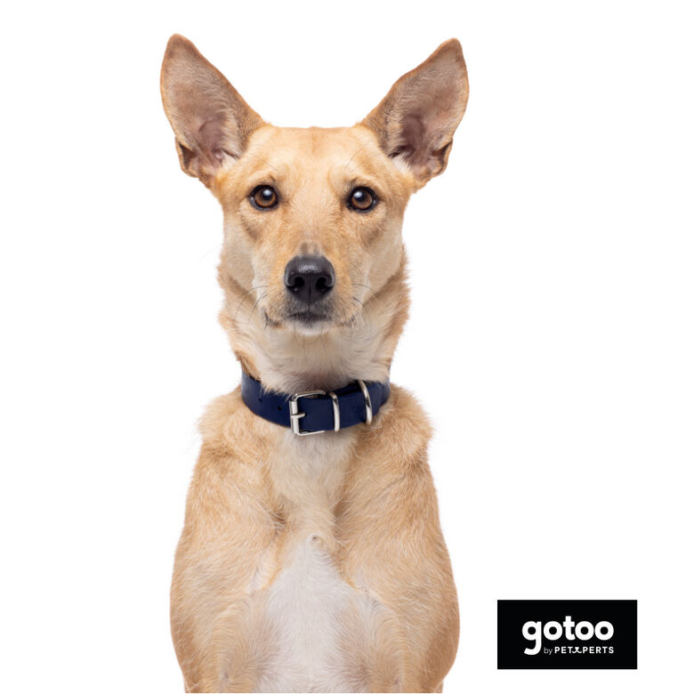 Gotoo Collar Biothane azul para perros thumbnail