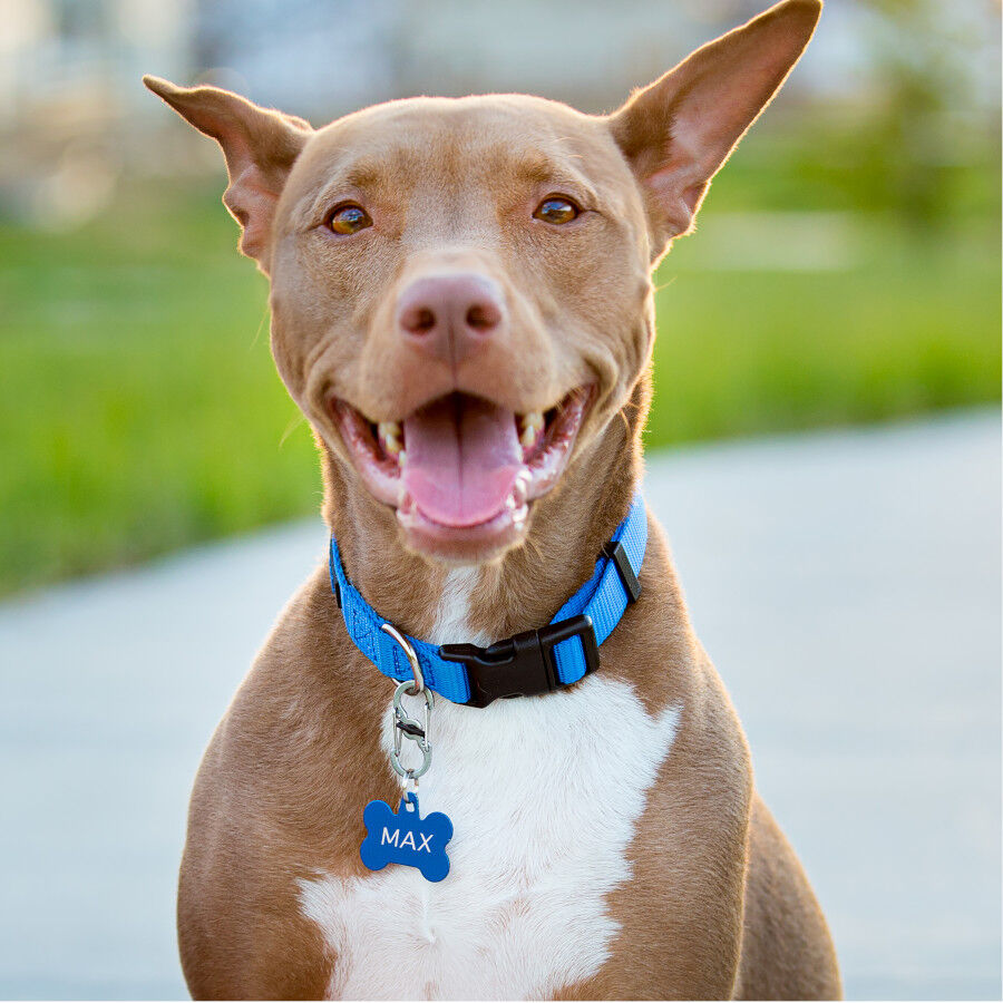 Nite Ize S-Biner TagLock Mosquetón para perros thumbnail