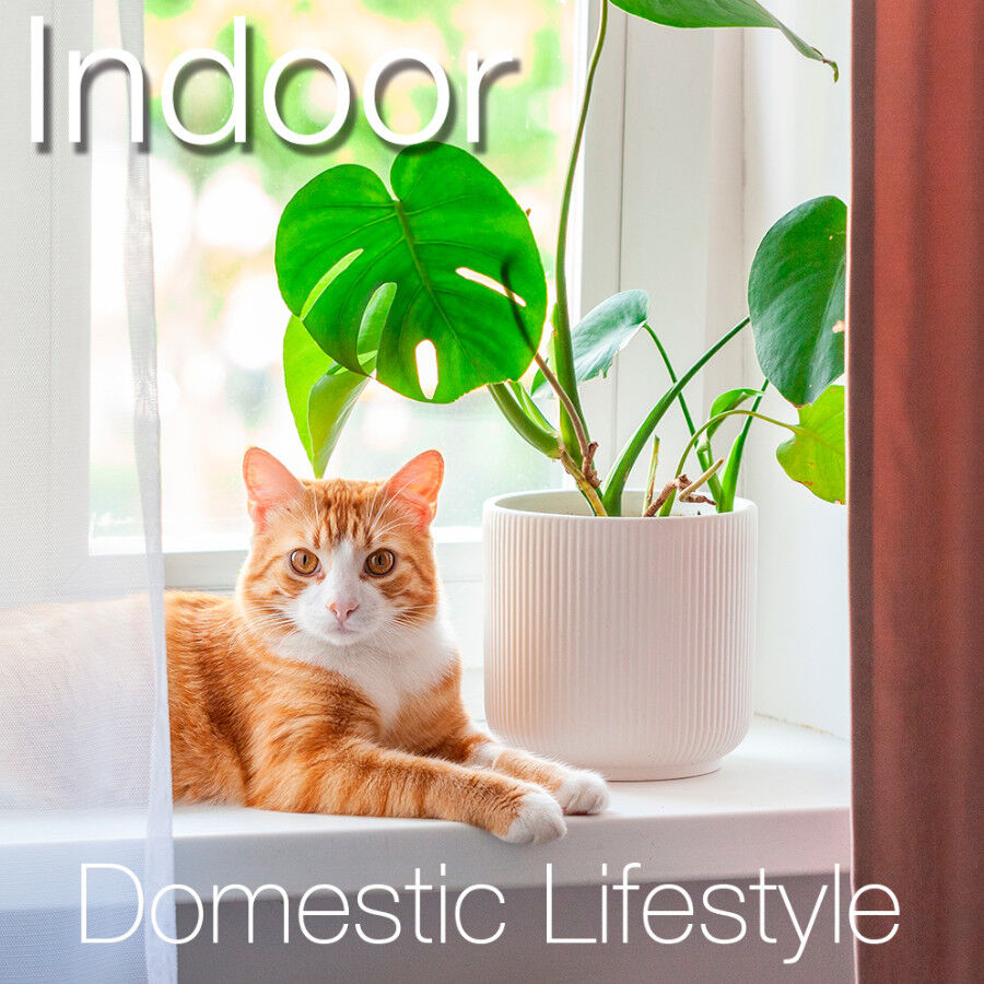 Catxtreme Adult Indoor Sterilised Pollo pienso para gatos thumbnail