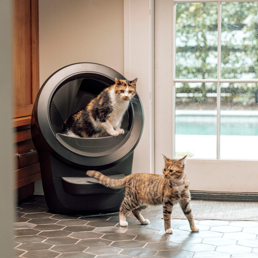 Litter-Robot Arenero Autolimpiable Negro para gatos, , large Imagen numero 5
