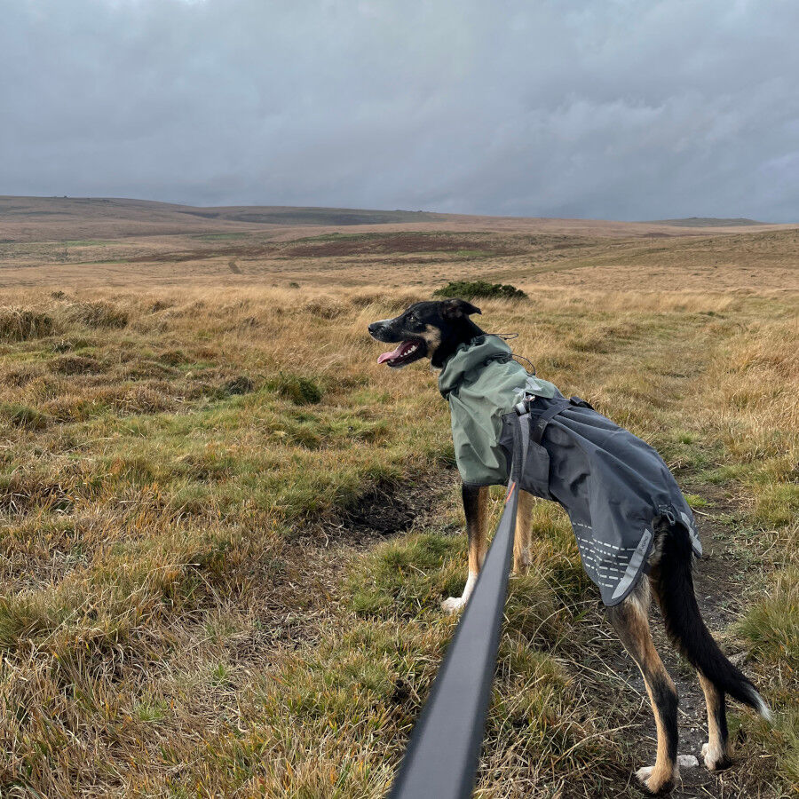 Non-stop dogwear Fjord Chubasquero Impermeable Negro y Verde para perros thumbnail