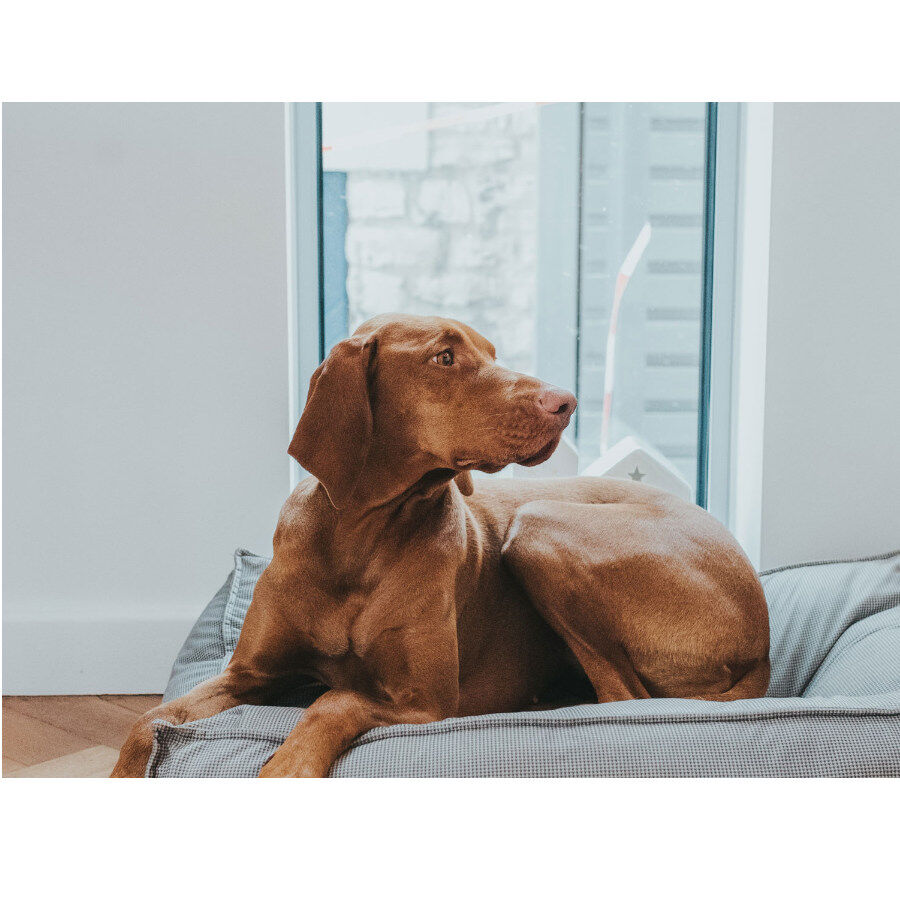 Cama perro hot sale grande kiwoko