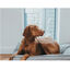 Hunter Lancaster Cama Gris para perros, , large indicador imagen numero 2