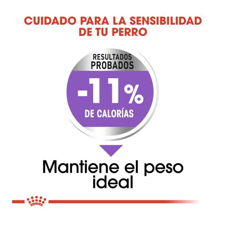 1.5 kg Royal Canin X-Small Sterilised pienso para perros, , large Imagen numero 6