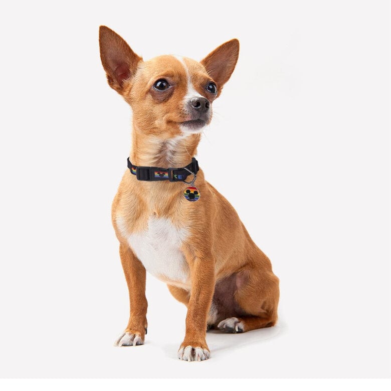 Disney Pride Collar para perros,  Imagen numero 2 Disney Pride Collar para perros, , large Imagen numero 2