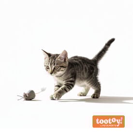 Tootoy! Rat&oacute;n Interactivo con Movimiento para gatos