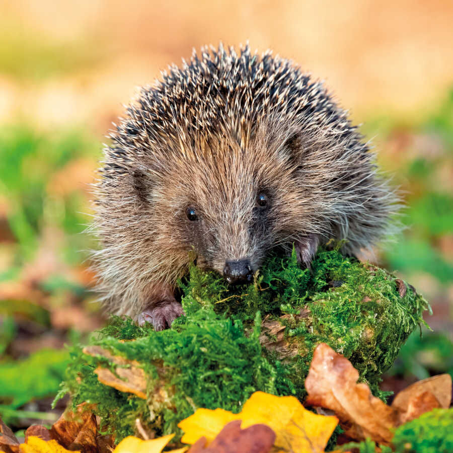 Beaphar Alimento Completo para Erizos, , large Imagen numero 3