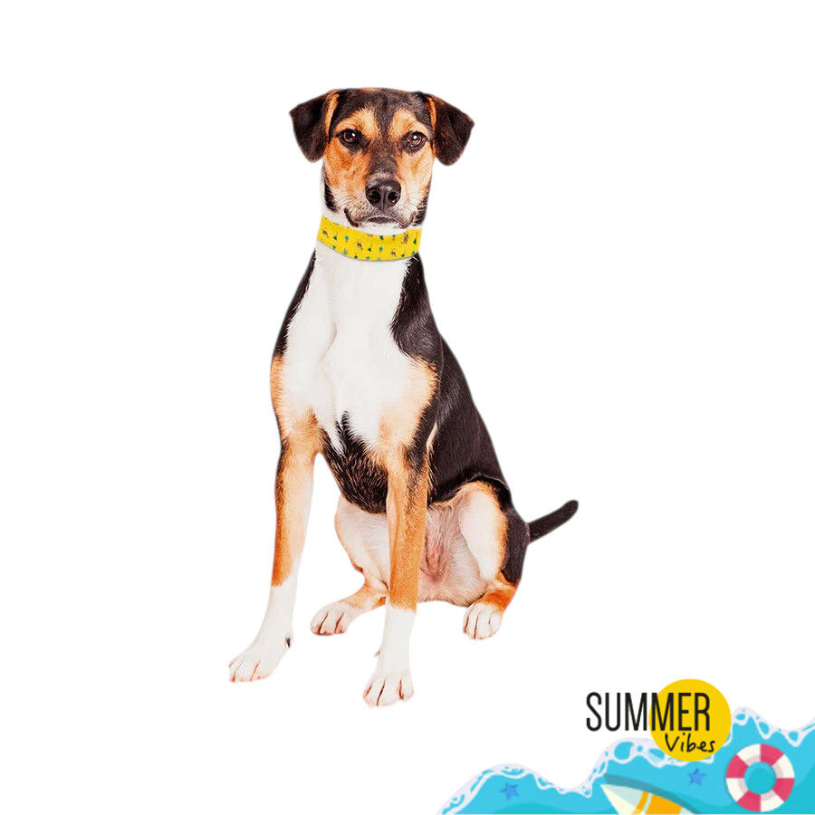 Summer Vibes Bandana refrescante para perros, , large Imagen numero 2