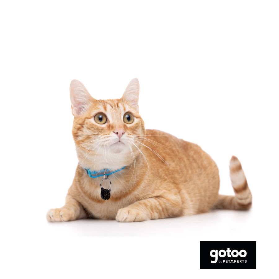 Gotoo Collar reflectante azul para gatos thumbnail