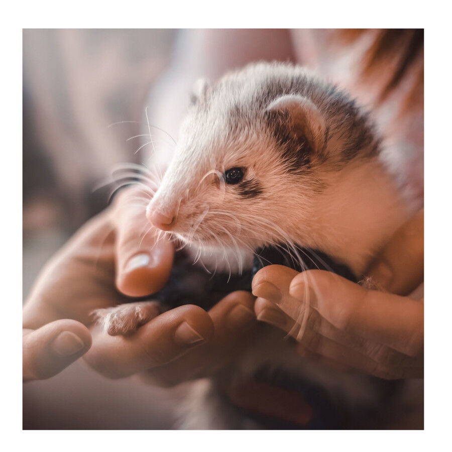 Beaphar Premio de Malta para hurones, , large Imagen numero 2