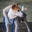 Freedog Abrigo Impermeable Iceguard Azul Cielo para perros, , large indicador imagen numero 1