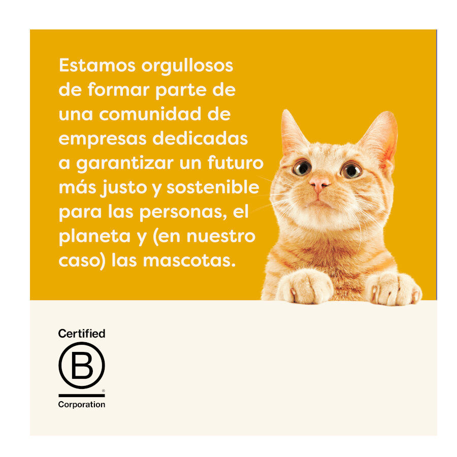 12 sobres x 70 g Applaws Selection Caldo de Pollo sobre para gatos - Multipack, , large Imagen numero 4