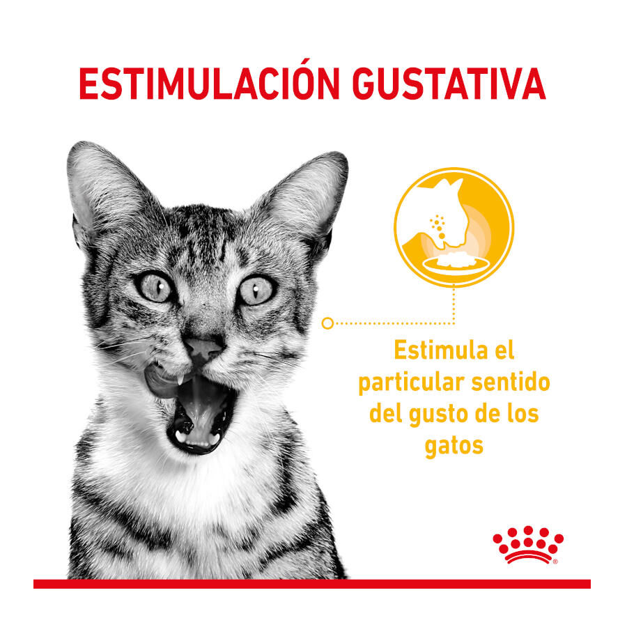 Royal Canin Adult Sensory Taste salsa sobre para gatos thumbnail