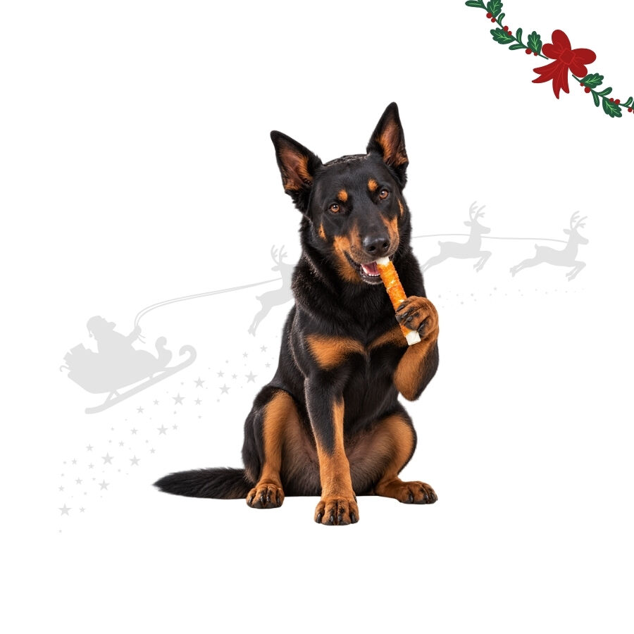 1 pack x 10 uds. Wonder Christmas Rollos Envueltos con Pollo Snacks para perros, , large Imagen numero 1
