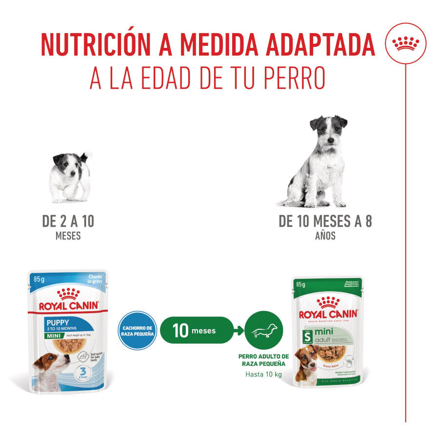 Royal Canin Mini Puppy sobre en salsa thumbnail