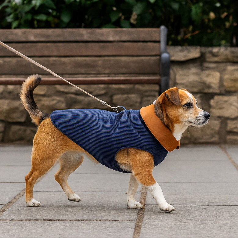 Outech Abrigo Estilo Aviador Rosa y Azul para perros,  Imagen numero 1 Outech Abrigo Estilo Aviador Rosa y Azul para perros, , large Imagen numero 1