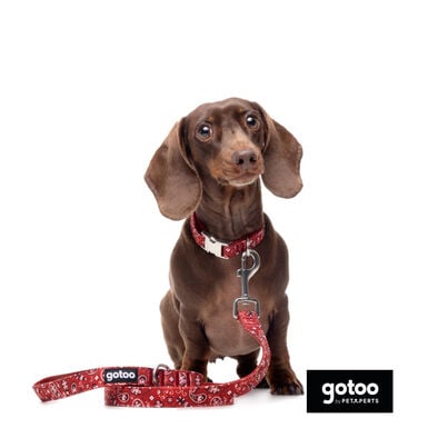 Gotoo Correa estampada cachemira rojo para perro