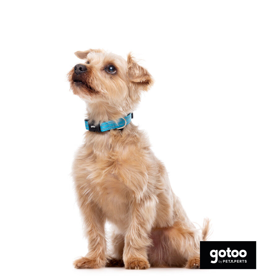 Gotoo collar de nylon reflectante azul para perros, , large Imagen numero 4