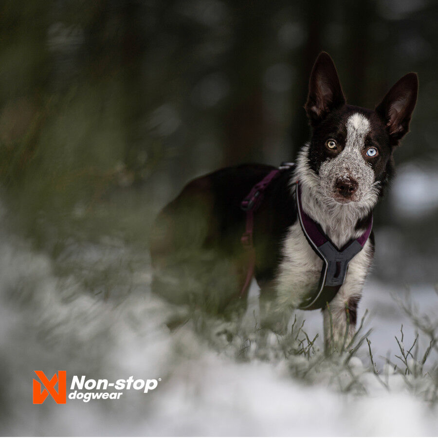 Non-stop dogwear Line 5.0 Arnés Púrpura para perros thumbnail