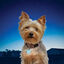 Nite Ize Petlit Luz LED Azul para Collar para perros, , large indicador imagen numero 2