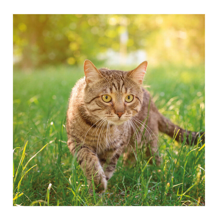 Beaphar Drucal Condroprotector para perros y gatos, , large Imagen numero 3