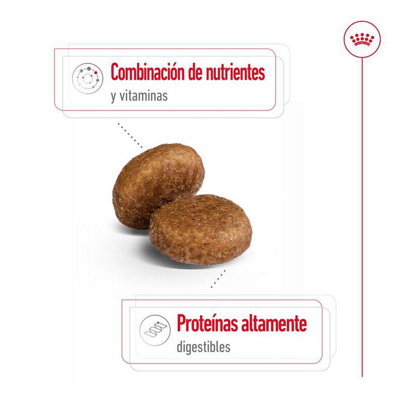 Royal Canin Maxi Adult 5+ pienso para perros senior de raza grande thumbnail