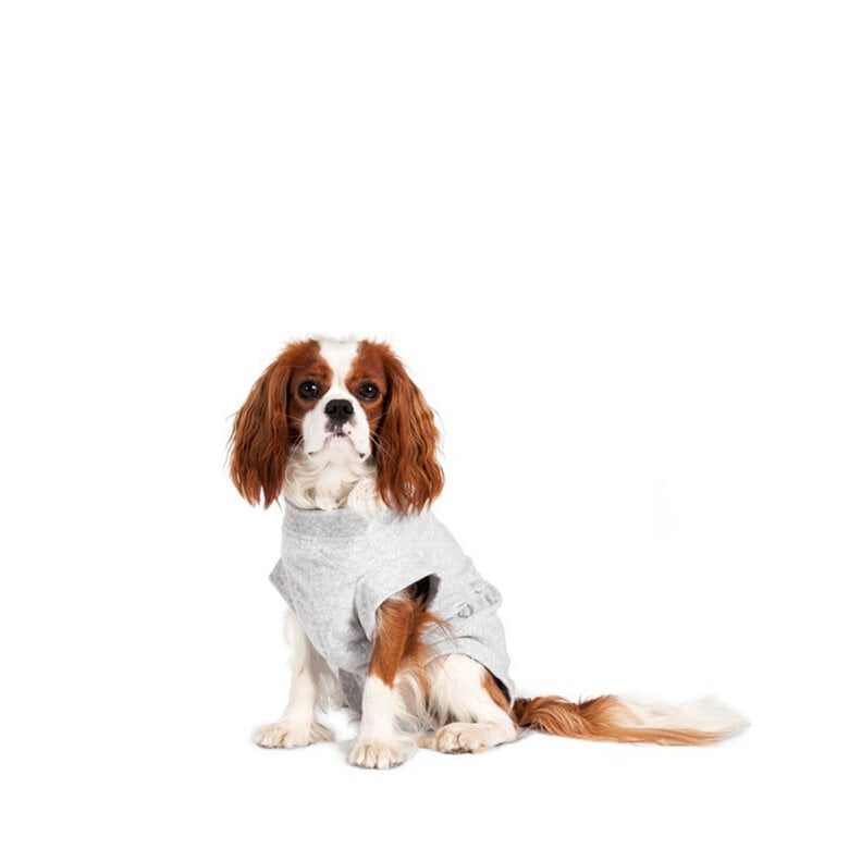 Flamingo Body Gris para perros,  Imagen numero 1 Flamingo Body Gris para perros, , large Imagen numero 1