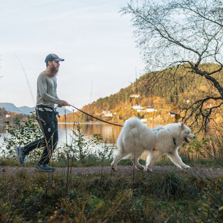 Non-stop dogwear Bungee Correa Elástica Negra y Naranja para perros thumbnail