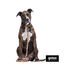 Gotoo Correa estampada leopardo perros, , large indicador imagen numero 3