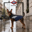 Gotoo Impermeable Reflectante Gris Azulado para perros, , large indicador imagen numero 1