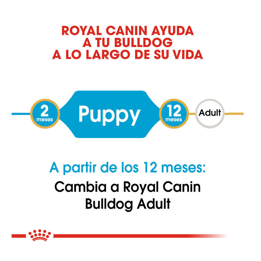 12 kg Royal Canin Puppy Bulldog pienso para cachorros, , large Imagen numero 6