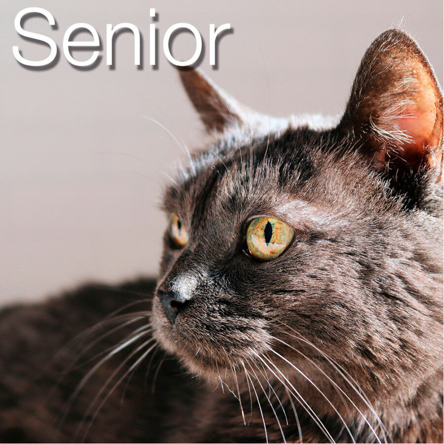 Catxtreme Senior Sterilised Pollo y Guisantes pienso para gatos thumbnail