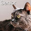 2.5 kg Catxtreme Senior Sterilised Pollo y Guisantes pienso para gatos, , large indicador imagen numero 4