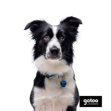 Gotoo collar de malla transpirable turquesa para perros